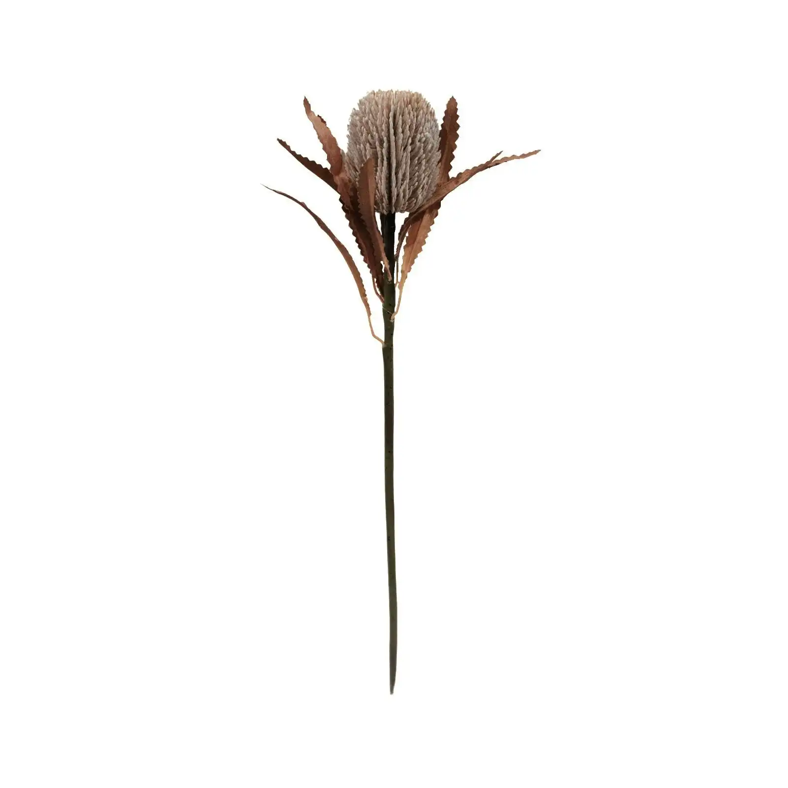 Artificial Flowers - Sand Banksia Native 70cm