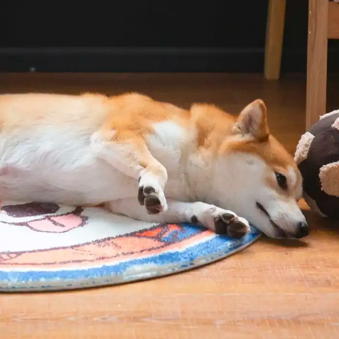 Touchdog 70cm Indoor Round Pet/Cat/Dog Resting Soft Sleep Mat/Pad Bichon Frise