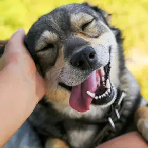 Pets