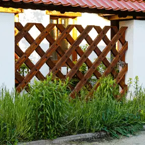 Lattice