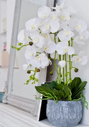 Artificial Plants
