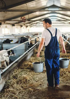Animal Husbandry