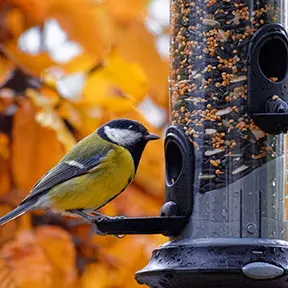 Wildlife Feeders