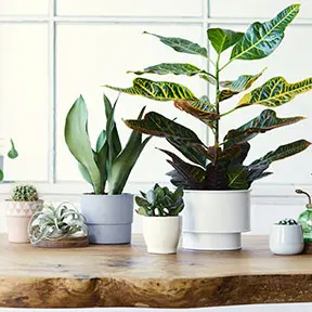 Plants