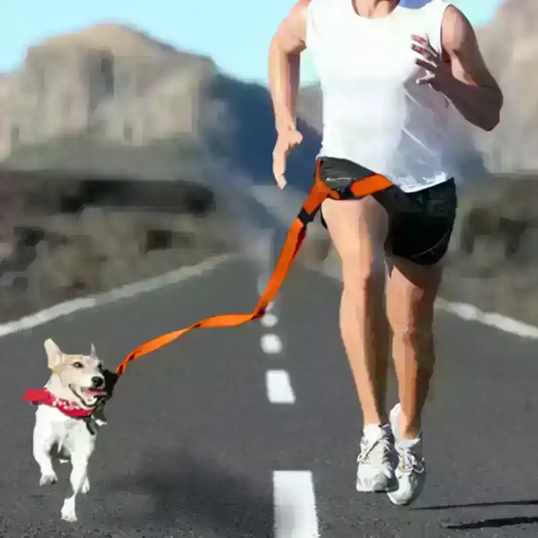 Adjustable Dog Hands Free Leash Waist Belt  Jogging Walking Running Orange