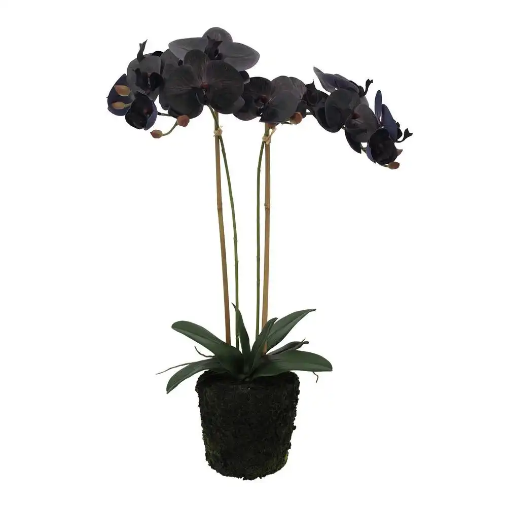 Belle Faux Black Orchid