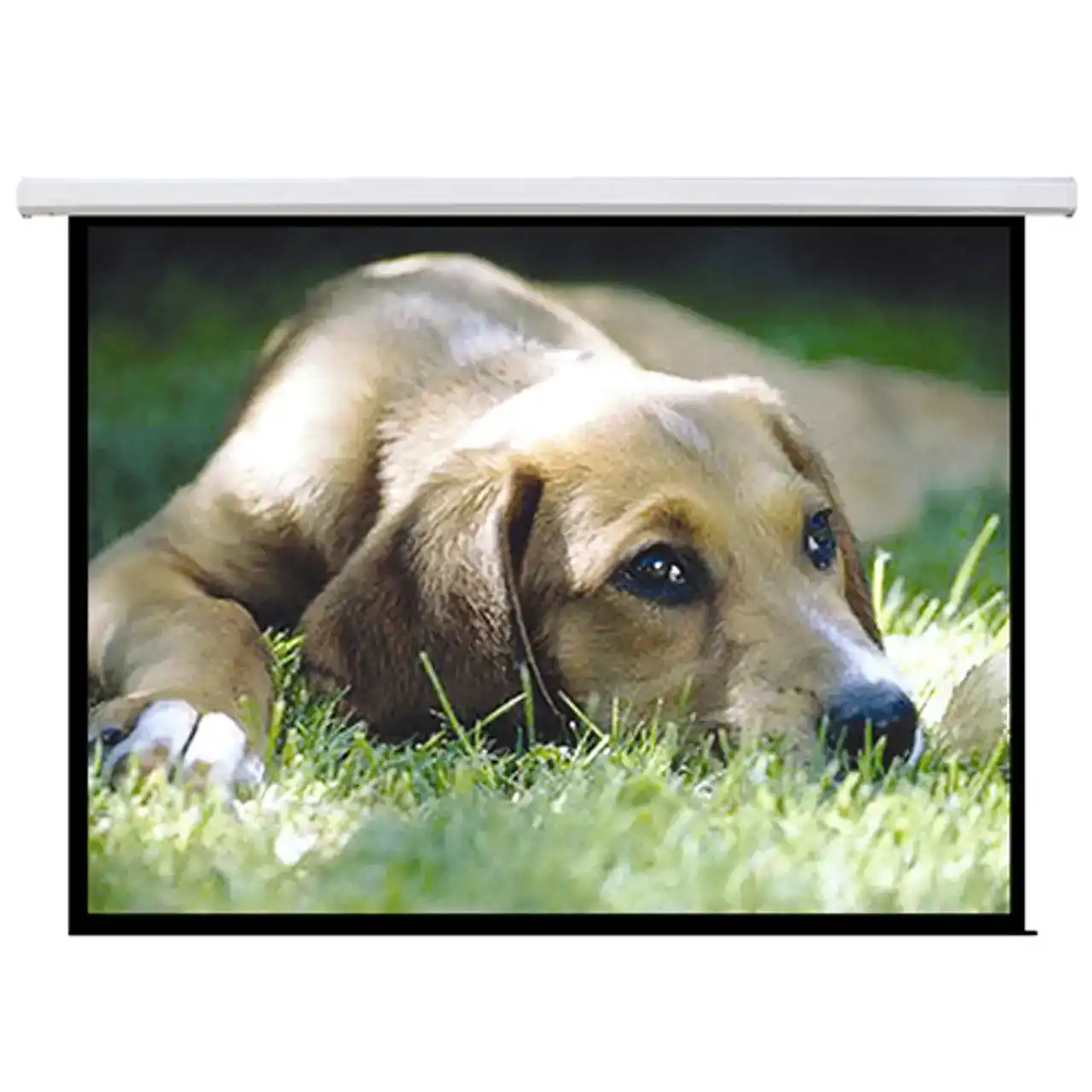 Brateck Standard Electric Projector Screen - White