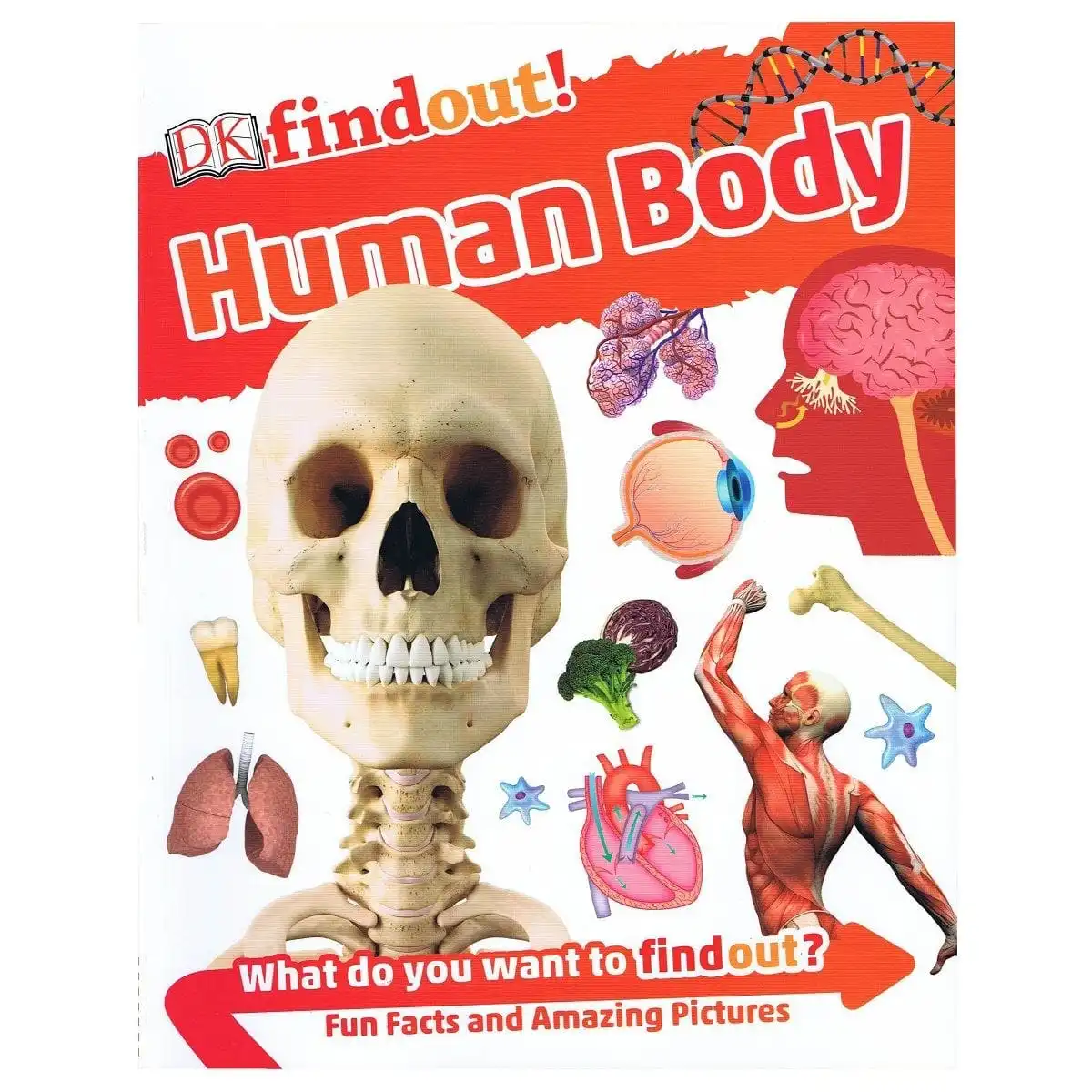 DK Findout! Human Body