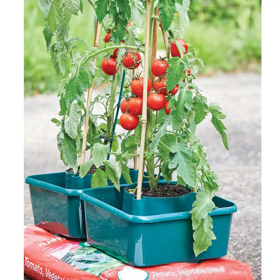 Tomato Grow Pots