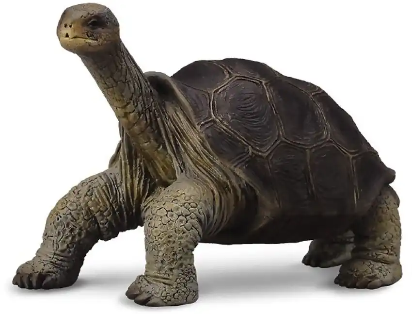 Collecta - Tortoise Pinta Island Tortoise Figurine
