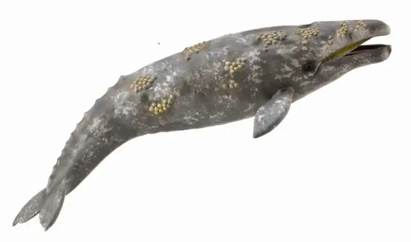 Collecta Gray Whale Extra Large Animal Figurine