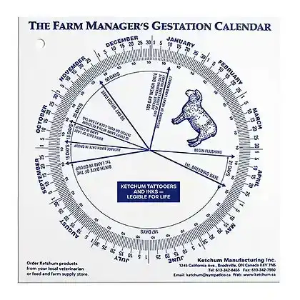 Gestational Calendar - Lamb Sheep