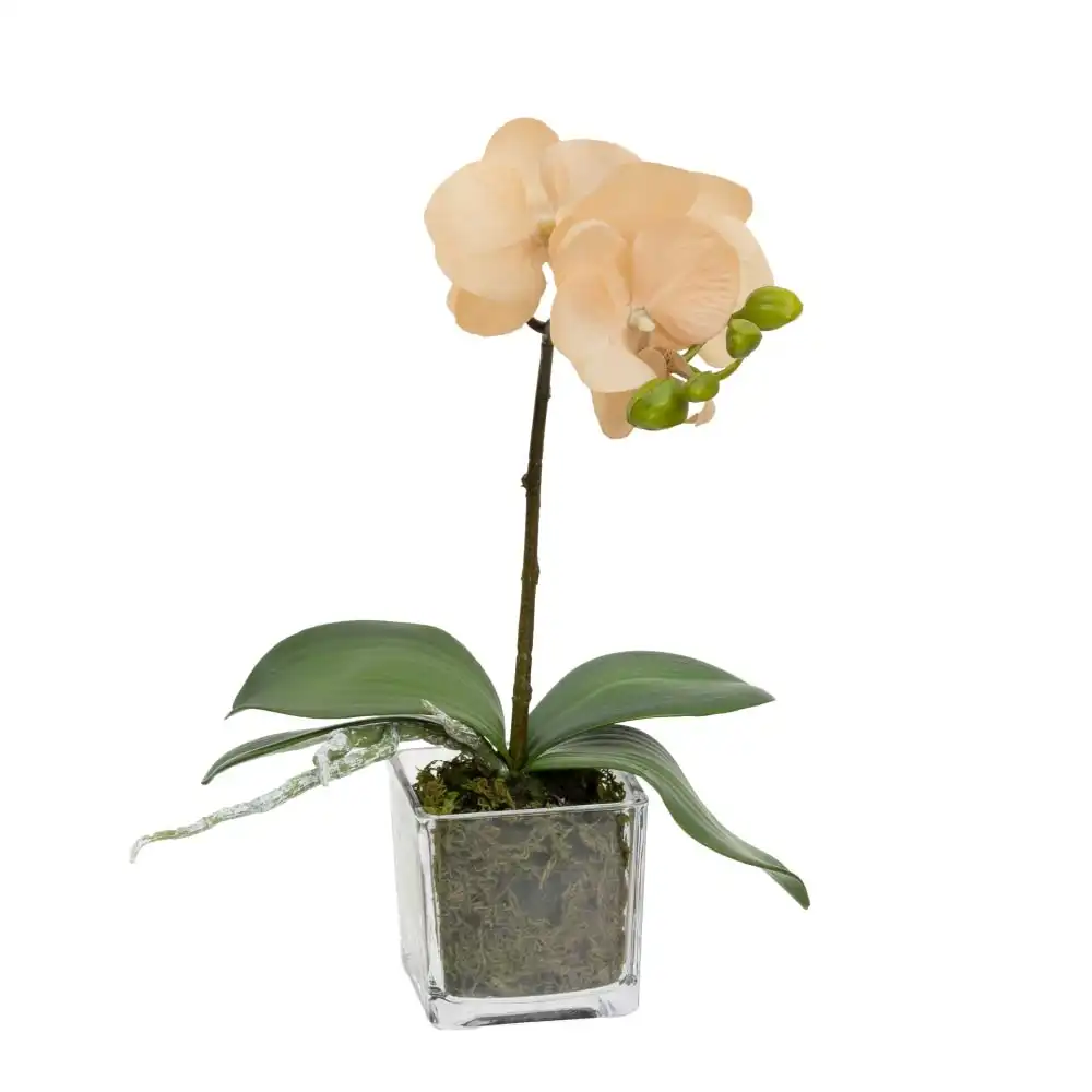 Glamorous Fusion Apricot Orchid Artificial Fake Plant Decorative Arrangement 32cm In Square Glass
